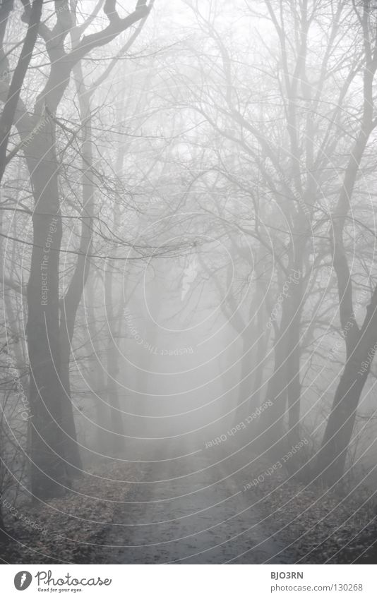 foggy woods #7 Nebel Einsamkeit kalt dunkel Baum Winter Wald nass feucht gefroren Natur Nebelstimmung ungewiss geheimnisvoll Hochformat vertikal Trauer