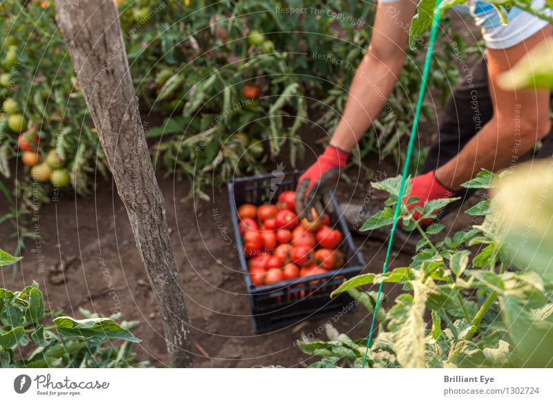 erntezeit tomaten Gemüse Bioprodukte Sommer Erntehelfer Plantage Landwirtschaft Forstwirtschaft Mensch maskulin 1 Natur Nutzpflanze Feld
