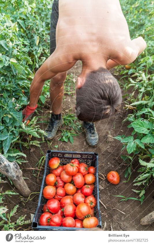Bücken um Tomaten zu pflücken Lifestyle Sommer Garten Feld Landwirtschaft Forstwirtschaft Mensch Junger Mann Jugendliche 1 13-18 Jahre Natur