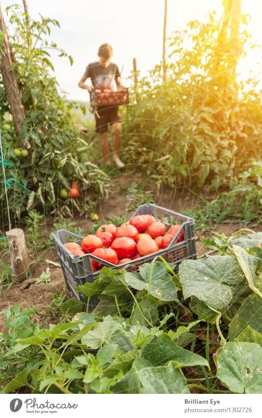 Tomaten ernten im Abendgelb Gemüse Sommer Landwirtschaft Forstwirtschaft Mensch 1 Natur Feld Arbeit & Erwerbstätigkeit gehen tragen frisch Gesundheit Wärme