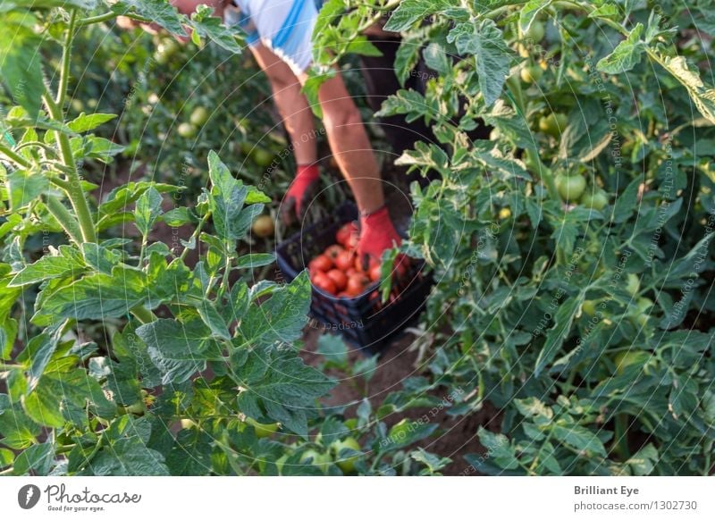 Blick hinter den grünen Kulissen Gemüse Tomate Sommer Feld Feldarbeit Landwirtschaft Forstwirtschaft Industrie Mensch maskulin 1 Natur Arbeit & Erwerbstätigkeit