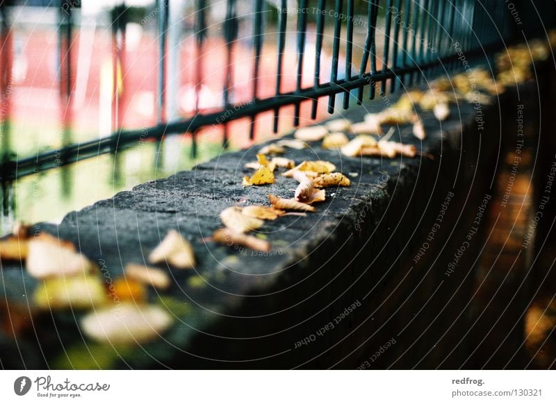 herbstauftakt Herbst Blatt Zaun Mauer frühlingsputz