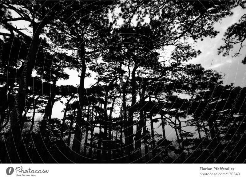 dark forest Wald dunkel Österreich Baum schwarz weiß Baumrinde Natur Kunst abstrakt Außenaufnahme Fischauge Orientierung Schwarzweißfoto Europa mödling woods