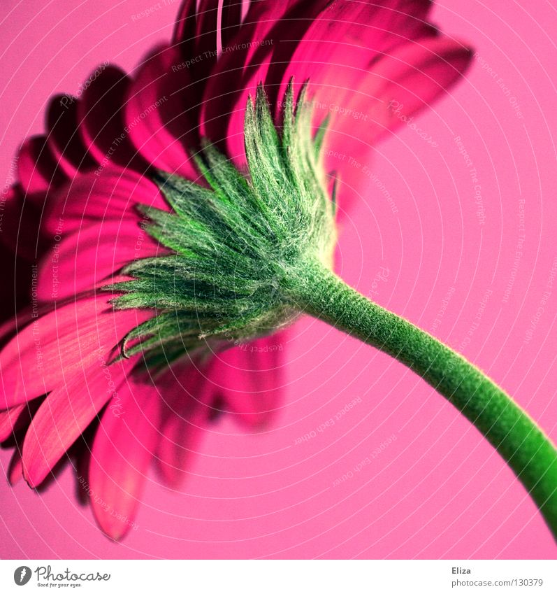 Eine pinke Gerbera auf einem rosa Hintergrund Blume Frühling violett schön Blüte Stengel Blütenblatt knallig Vase Sommer Kitsch Barbie Härchen Flaum grün Wand