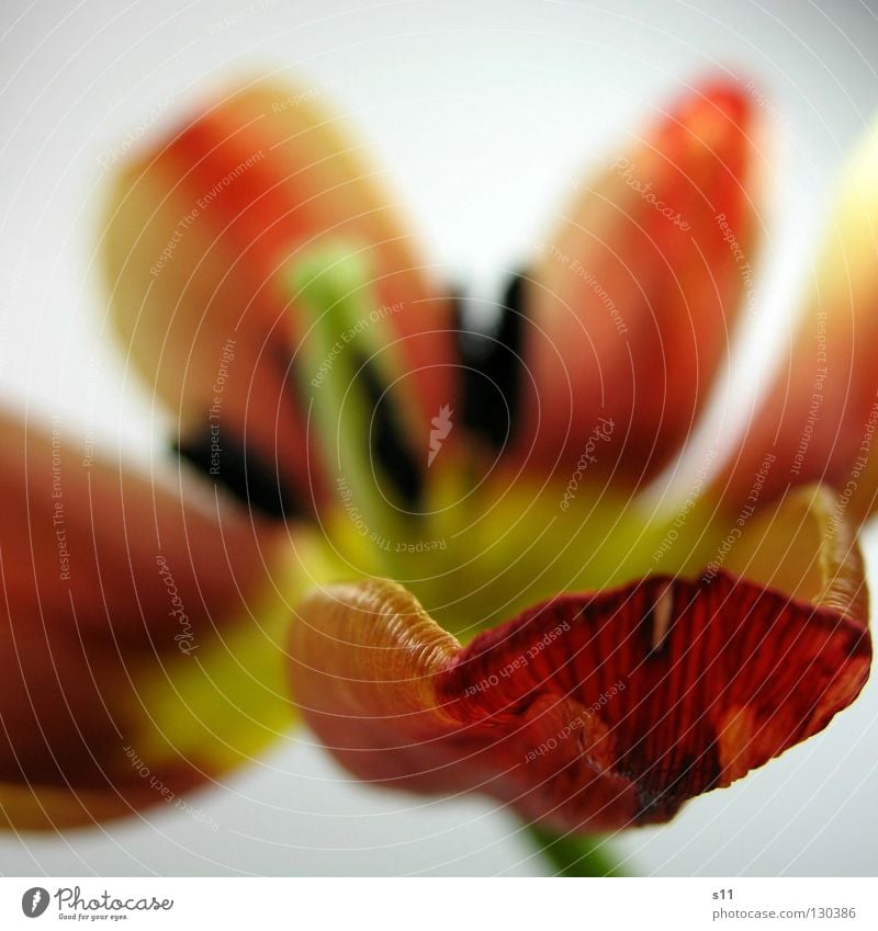 SCHÖN im ALTER III Tulpe Blüte Pflanze Blumenladen gelb rot grün Vergänglichkeit Blütenblatt Seide Glätte fein schön Quadrat Frühling Jahreszeiten Stengel