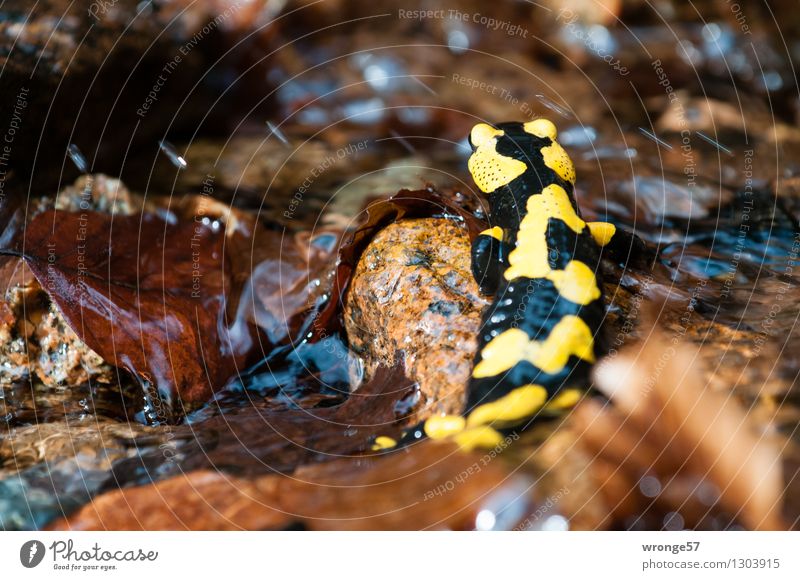 Badetag Natur Tier Berge u. Gebirge Mittelgebirge Harz Bach Flußbett krabbeln natürlich wild braun gelb schwarz Amphibie Schwanzlurche Salamander Rückansicht