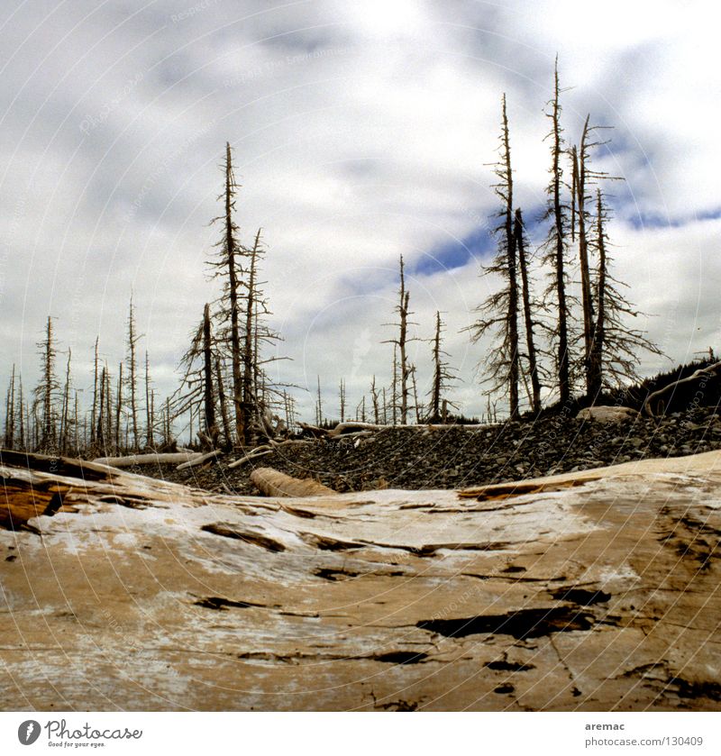 Zauberland ist abgebrannt Wald Baum Dürre Holz trocken Vergänglichkeit Brand Tod Landschaft Natur getrocknet brennen