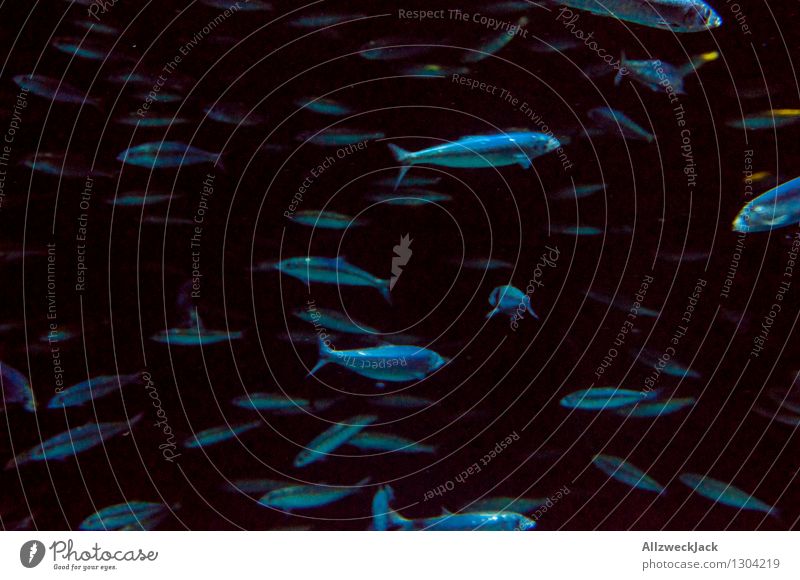 Fischschwarm I Tier Aquarium Schwarm Schwimmen & Baden dunkel blau schwarz Gesellschaft (Soziologie) orientierungslos durcheinander unruhig zappelig Farbfoto