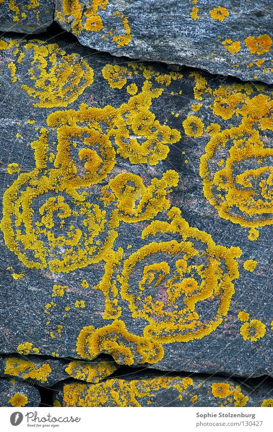 Geflecht Muster Ornament Mauer grau gelb Naturwuchs Stein Mineralien binden Strukturen & Formen