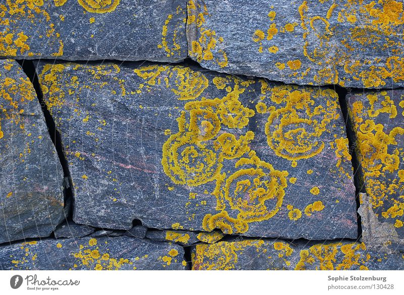 Geflecht 2 Mauer Muster Ornament Naturwuchs grau gelb Pflanze Stein Mineralien Flechten