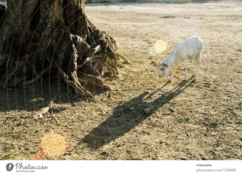 Ein großes Opfer Schaf Feigenbaum trocken Einsamkeit Afrika Widder Schatten Tabaski Opfertier