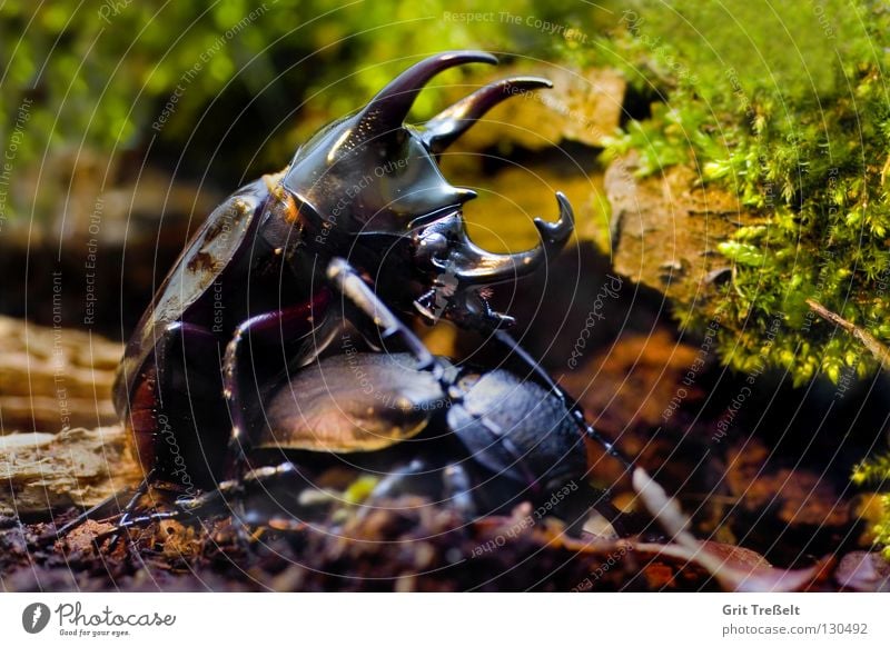 Chalcosoma atlas Insekt schwarz Fortpflanzung Käfer Makroaufnahme Natur fliegen