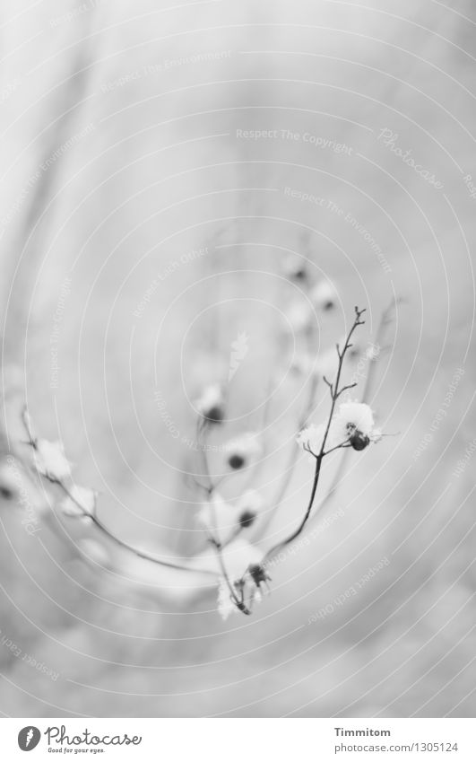 Dead Flowers. Natur Herbst Winter Schnee Pflanze warten ästhetisch kalt grau schwarz weiß Gefühle Zweig Schwarzweißfoto Außenaufnahme Menschenleer
