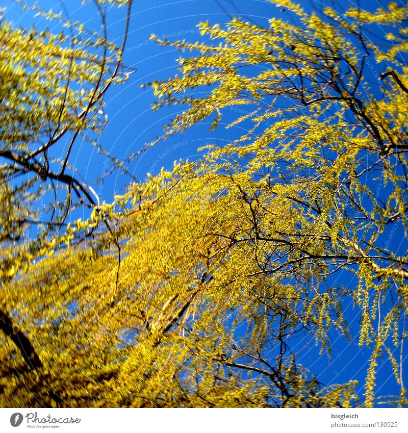 Trauerweide Farbfoto Außenaufnahme Menschenleer Froschperspektive Glück Himmel Frühling Baum blau grün Hoffnung Verzweiflung Weide Traurigkeit Tag