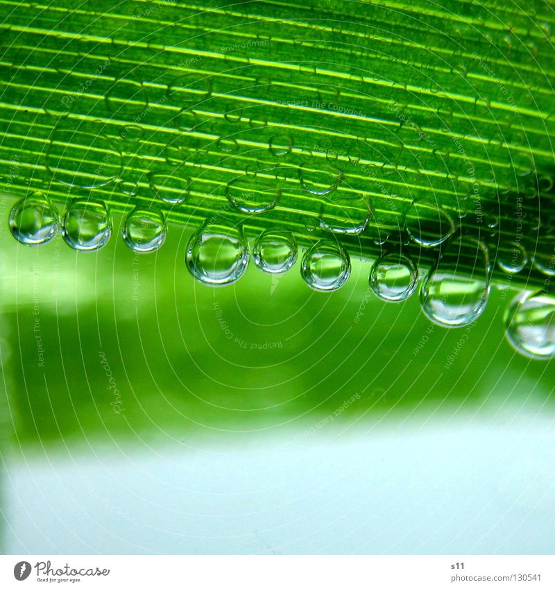 NaturBlubbies grün Leben Blatt Streifen hellgrün Pflanze frisch kalt Blubbern nass rund Klarheit Mineralwasser Luft Erfrischung rein Kraft Makroaufnahme