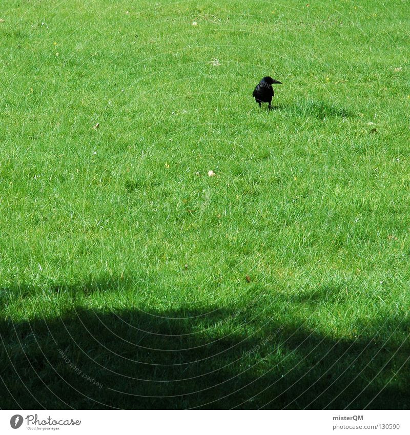 Morgenspaziergang. Vogel Wiese grün schwarz Gras Halm Spaziergang Tier Pirsch Beutezug Raabe Raaben Rasen Schatten animal Ausflug raabenschwarzer Graffiti