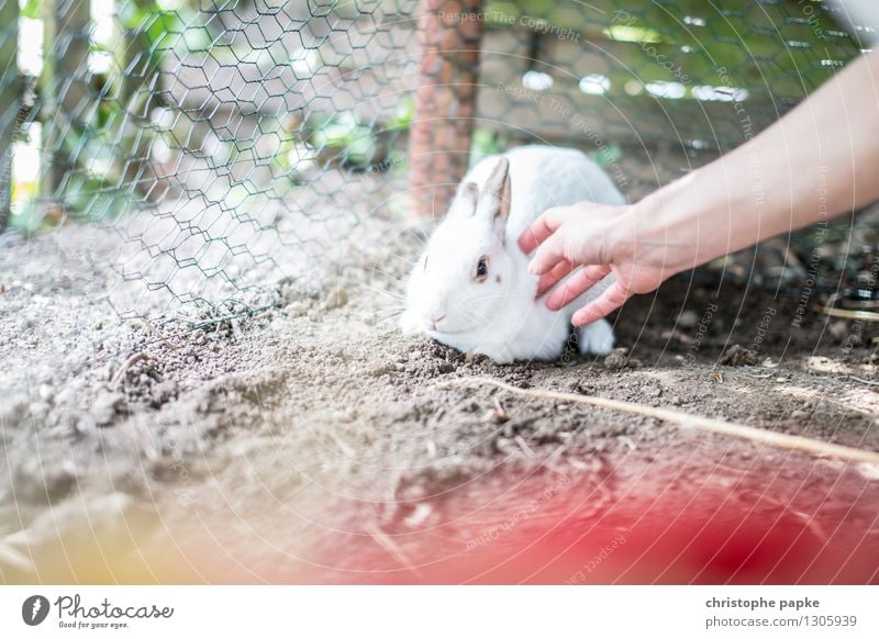 Kuschel the white rabbit Hand Tier Haustier Streichelzoo 1 kuschlig niedlich weich Sympathie Angst Hase & Kaninchen Streicheln Schüchternheit Gehege Erde