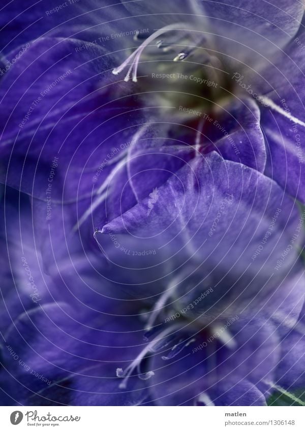 lavender Pflanze Sommer Blüte Blühend blau violett weiß Gladiolen Doppelbelichtung Farbfoto Außenaufnahme abstrakt Strukturen & Formen Menschenleer
