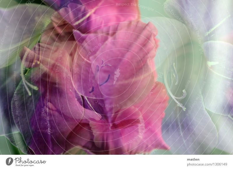 apogée Pflanze Herbst Blüte Blühend grün rosa weiß Gladiolen Doppelbelichtung Farbfoto Außenaufnahme abstrakt Muster Strukturen & Formen Menschenleer Tag