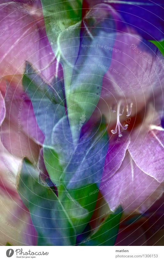 Schwertblume Pflanze Blatt Blüte Blühend frisch blau grün violett weiß Gladiolen Doppelbelichtung Farbfoto Außenaufnahme Menschenleer Tag Kontrast