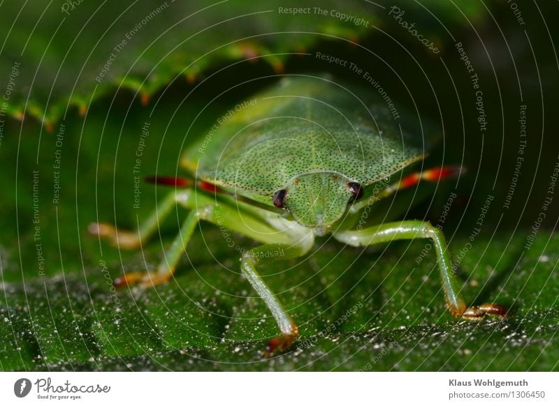 Ich bin eine Nymphe Umwelt Natur Tier Sommer Grünpflanze Wiese Wald Käfer Stinkwanze Insekt 1 krabbeln sitzen gelb grün rot Fühler Facettenauge Farbfoto