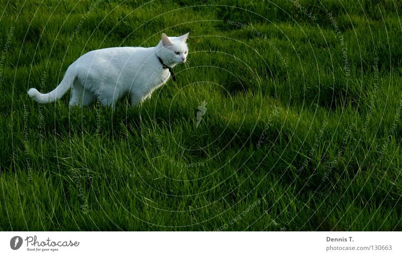Kleiner weißer Tiger Lebensmittel Ernährung Jagd Natur Pflanze Tier Frühling Gras Wiese Feld Haustier Katze 1 bedrohlich Wut grün gefährlich Risiko Landraubtier