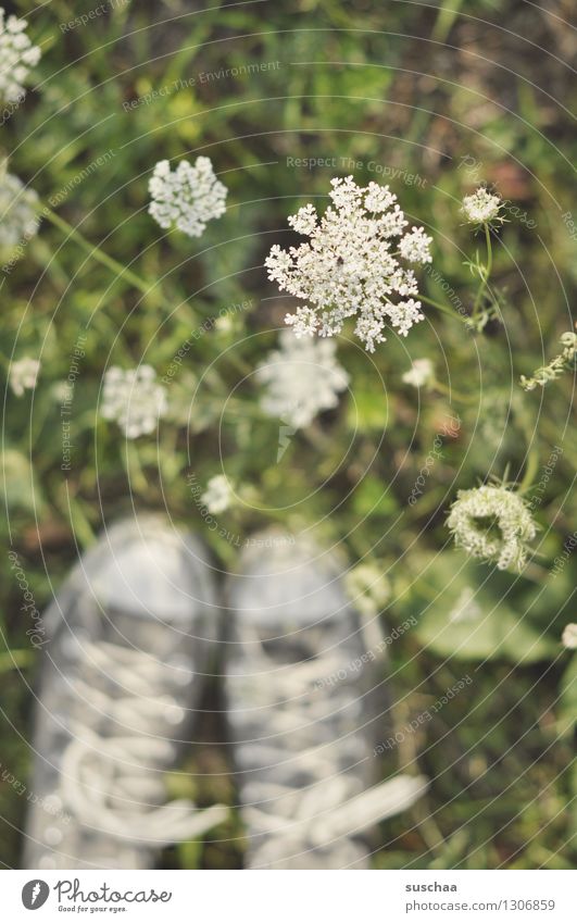jenseits des weges ... Schuhe Turnschuh Chucks Fuß Feld Wiese Gras Blume Gewöhnliche Schafgarbe Wiesenblume Natur Unschärfe