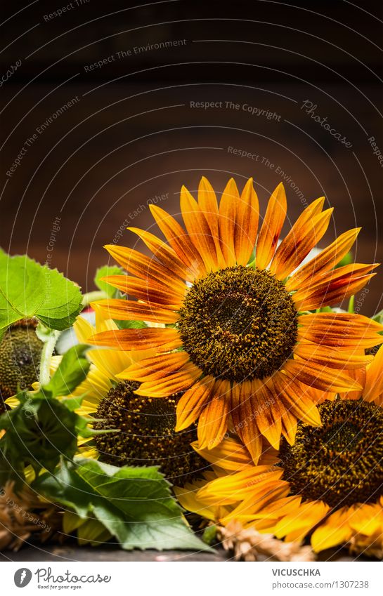 Sonnenblumen auf dunklem Hintergrund Stil Design Leben Sommer Garten Dekoration & Verzierung Natur Pflanze Herbst Blumenstrauß retro gelb Hintergrundbild dunkel