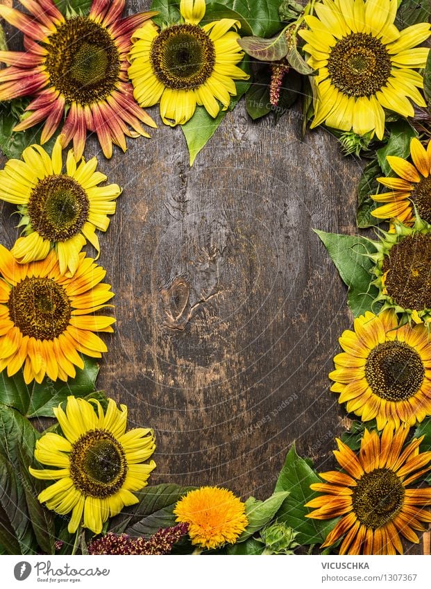 Hintergrund mit bunten Sonnenblumen Stil Design Leben Garten Tisch Natur Pflanze Sommer Herbst Blume Blumenstrauß retro gelb Hintergrundbild Top altehrwürdig