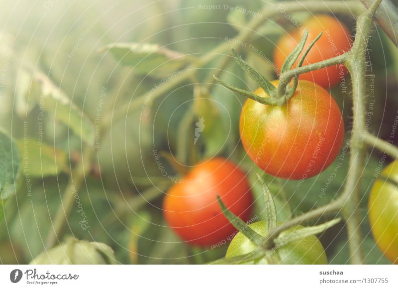 rot und grün Pflanze Gemüse Tomate Blatt Strauchtomate Stengel Garten Gemüsegarten Gartenarbeit Gemüsebau Landwirtschaft Lebensmittel Gesunde Ernährung