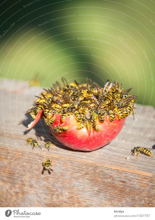 Hunger Frucht Apfel Ernährung Wespen Tiergruppe Schwarm Holz Fressen füttern authentisch Ekel gelb grün rot Tatkraft Appetit & Hunger gefräßig Futterneid