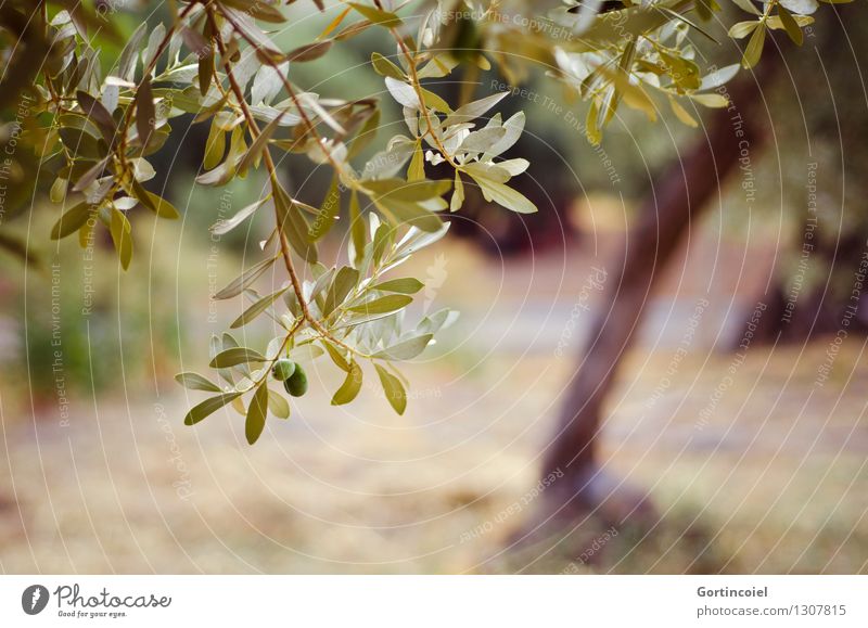 Olivenhain Umwelt Natur Pflanze Sommer Baum Nutzpflanze grün Olivenbaum Olivenblatt Zweige u. Äste Türkei Ägäis Farbfoto Gedeckte Farben Außenaufnahme