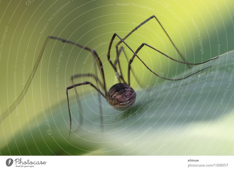 backstage Blatt Maispflanzen Spinne Spinnenbeine Netzwerk bedrohlich elegant gruselig lang nah braun grün Coolness Selbstbeherrschung Angst Ekel Neugier