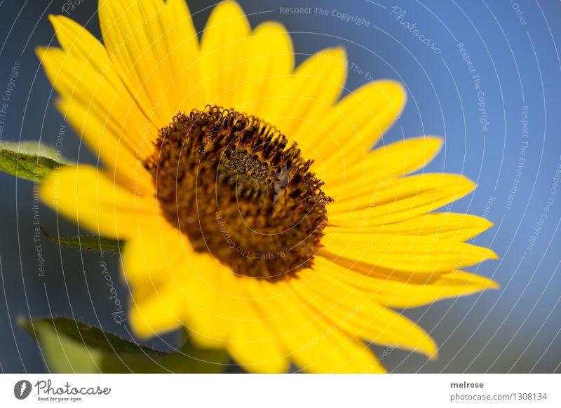 Sonnenschein lastig ... Sonnenblumenöl Sonnenblumenkern elegant Stil Natur Wolkenloser Himmel Sommer Schönes Wetter Blume Blüte Nutzpflanze Blütenpflanze Garten