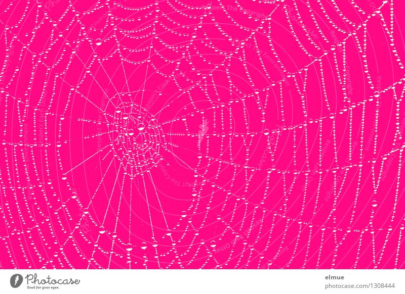 think pink Wassertropfen Nebel Spinnennetz Kugel Netz Perlenkette ästhetisch außergewöhnlich trendy verrückt trashig rosa Fröhlichkeit Liebe Lust Toleranz