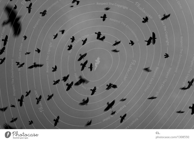 vögel Umwelt Natur Himmel Wolken schlechtes Wetter Tier Vogel Tiergruppe Schwarm fliegen dunkel Unendlichkeit Freiheit komplex Abend Dämmerung Vögel