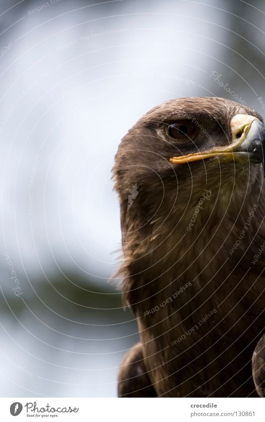 adlerauge Adler Jäger töten Schnabel gefangen Vogel schön fliegen rauvogel Luftverkehr Feder Flügel Freiheit Auge