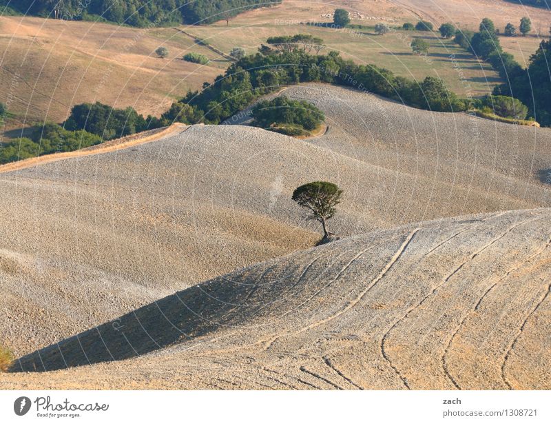 Einzelkämpfer Umwelt Natur Landschaft Urelemente Erde Sand Klimawandel Dürre Pflanze Baum Feld Hügel Wüste Italien Toskana dehydrieren Wachstum trocken braun