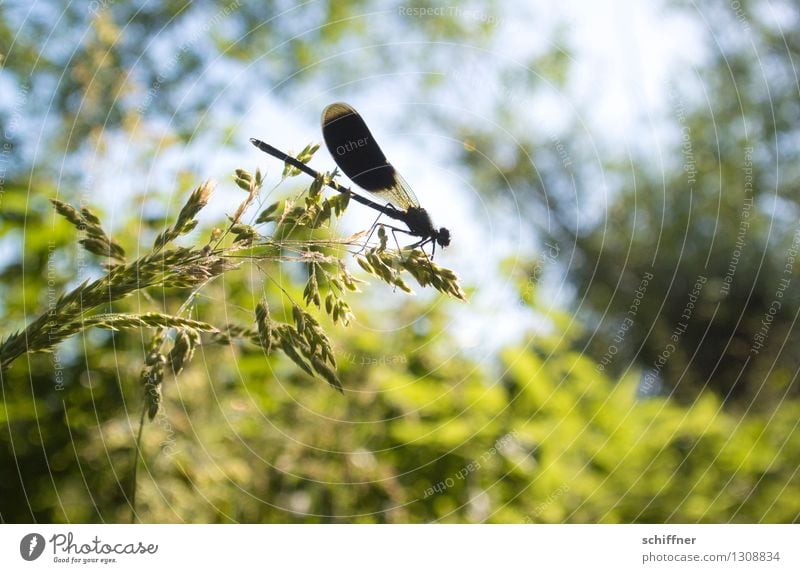 Spreedorado | Schwarzparker Pflanze Tier Schönes Wetter Baum Gras Sträucher Wald 1 grün schwarz sitzen Libelle Libellenflügel Tiergesicht Außenaufnahme