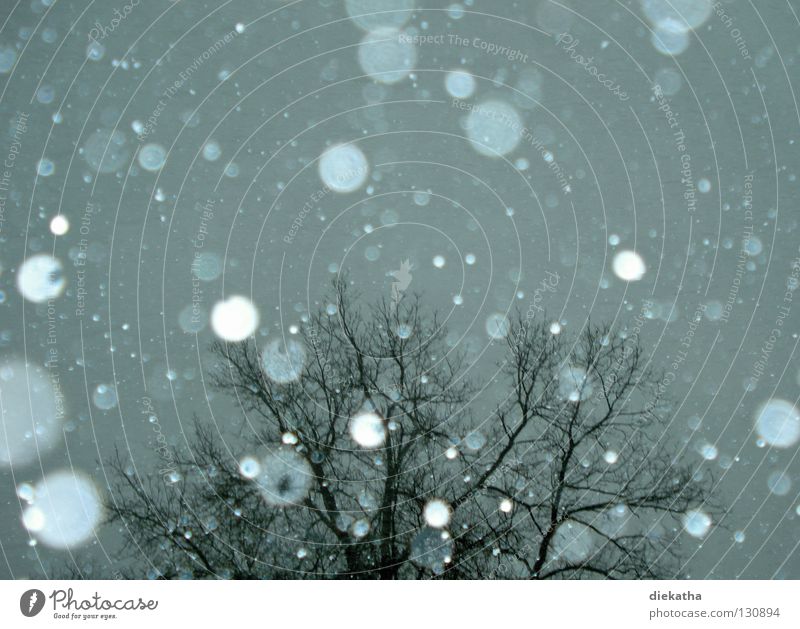 Flocke nervt Baum Winter kalt Schneeflocke grau Schneefall Jahreszeiten ruhig April Eis Wetter Tristess Reflexion & Spiegelung durchsichtig Ast