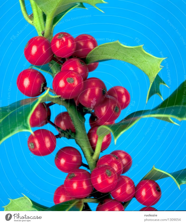 Stechpalme, Ilex aquifolium Alternativmedizin Natur Pflanze Sträucher Wildpflanze frei blau rot rote Beeren Zierstrauch Giftpflanze Waldpflanze