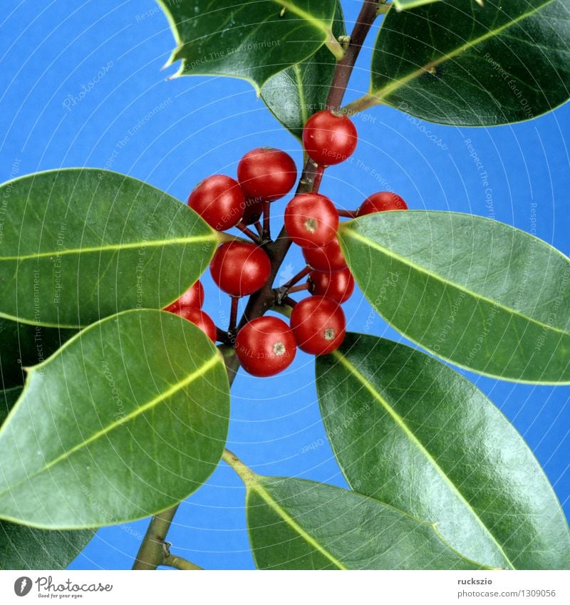 Stechpalme, Ilex aquifolium Alternativmedizin Natur Pflanze Sträucher Wildpflanze frei rot schwarz weiß rote Beeren Zierstrauch Giftpflanze Waldpflanze