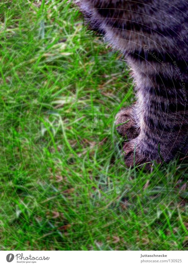 Ganz artig Katze Haustier Landraubtier Tier Pfote Fell grau grün Gras Wiese Hauskatze Krallen Plüsch Streicheln Schnurren gehorsam Säugetier Konzentration