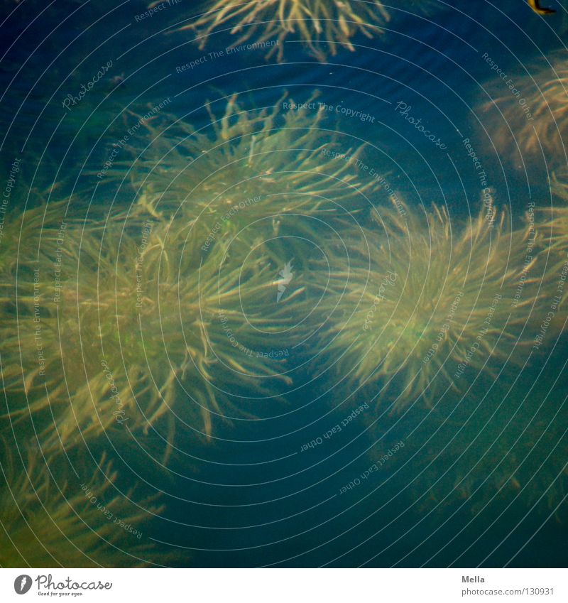 underwaterfamily unten Wasseroberfläche See Teich Wasserpflanze Pflanze Algen Seegras weich Quaste grün nass 3 Zusammensein eng tief dunkel unheimlich Wuschel