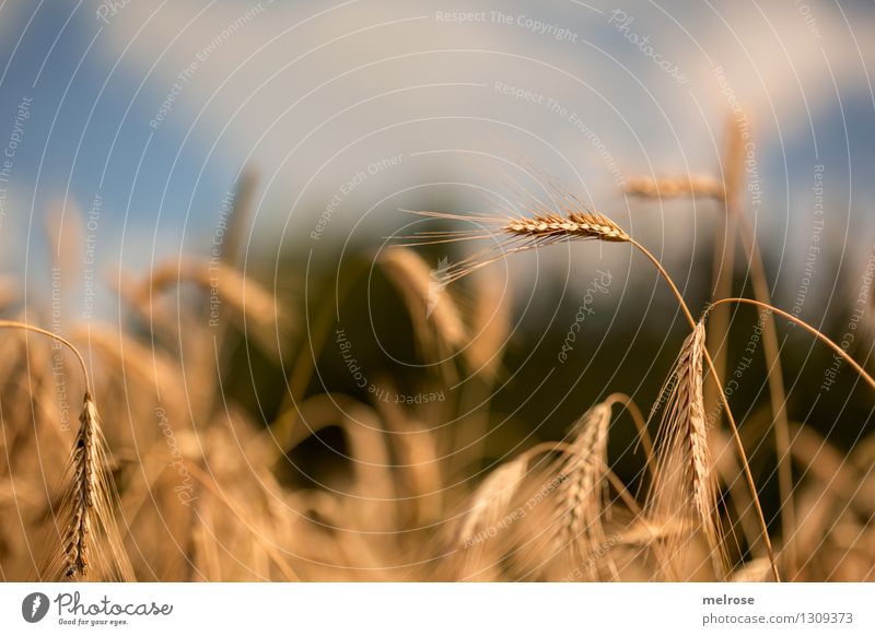 herbstlich Getreide elegant Stil Natur Landschaft Himmel Wolken Sommer Schönes Wetter Nutzpflanze Getreidefeld Getreideernte Erholung leuchten Wachstum