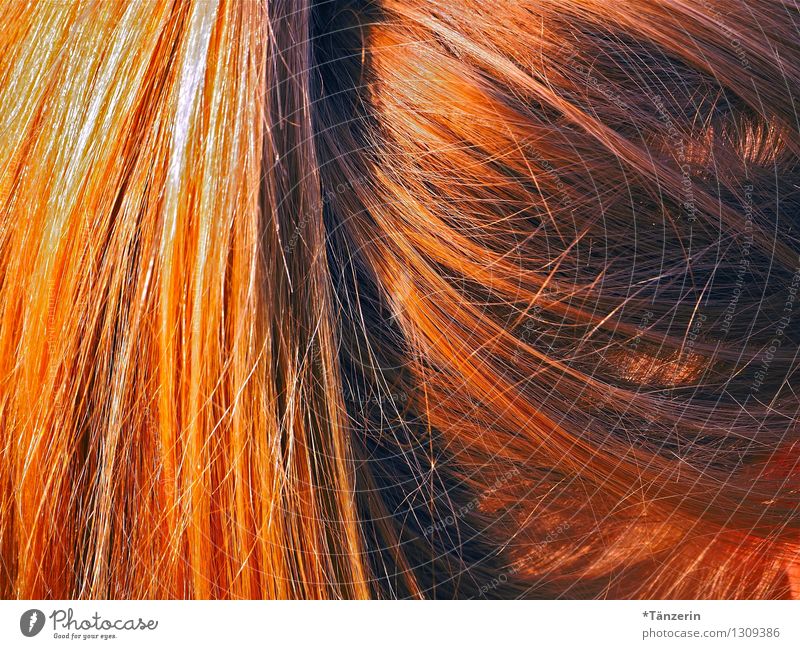 zopfig schön Haare & Frisuren Sommer Mensch feminin Junge Frau Jugendliche 1 18-30 Jahre Erwachsene blond rothaarig langhaarig Zopf natürlich ästhetisch