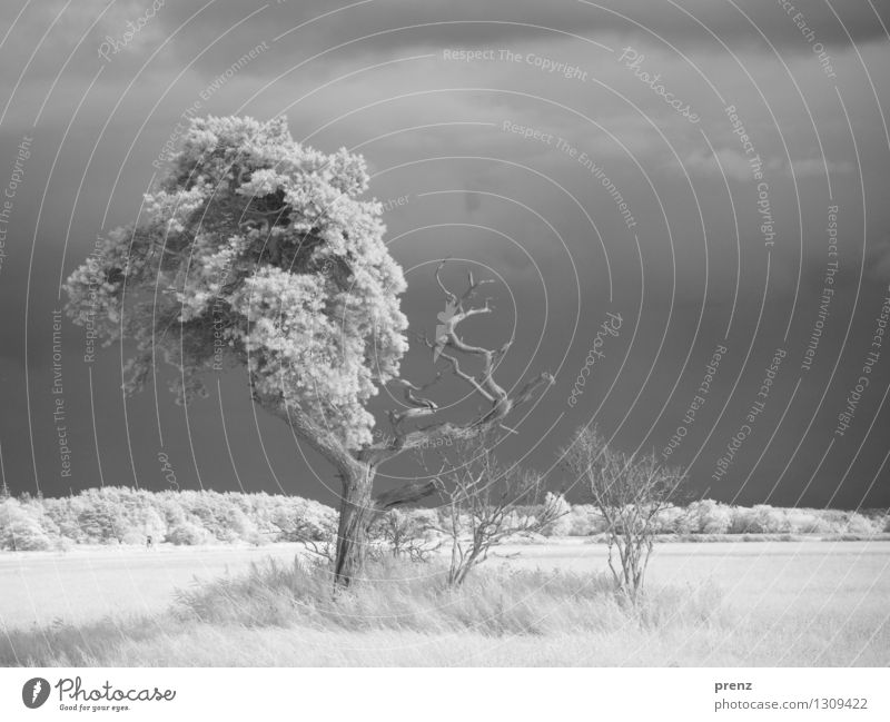 Sommer 2015 Umwelt Natur Landschaft Pflanze Schönes Wetter Baum Gras Sträucher Feld schön grau schwarz weiß Infrarotaufnahme Vorpommersche Boddenlandschaft Darß