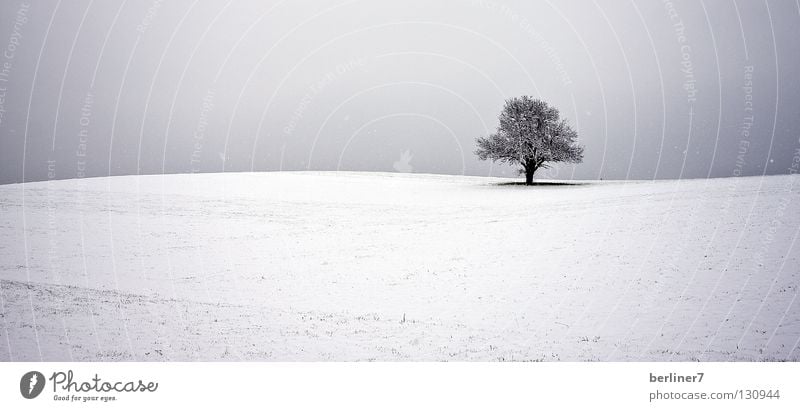Welliger Horizont wellig Baum einzeln Winter Schnee Himmel einzelnstehender baum Kontrast
