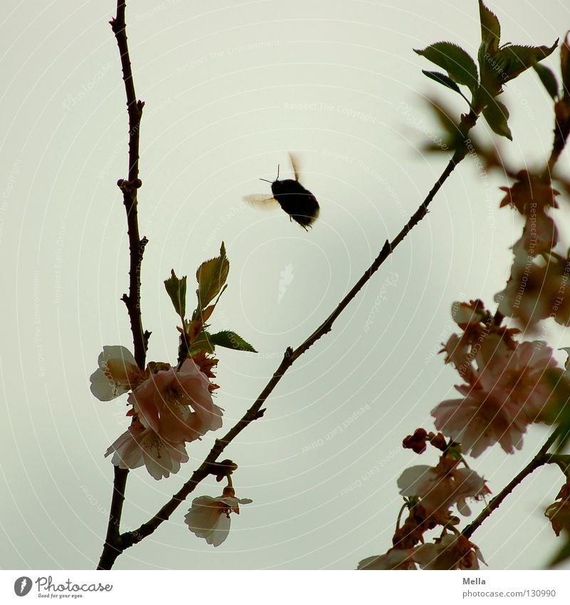 Hummelflug Insekt Blüte Baum Staubfäden Honig Sammlung Arbeit & Erwerbstätigkeit fleißig Fühler Frühling grau trüb trist rosa Pastellton weich dick schwer