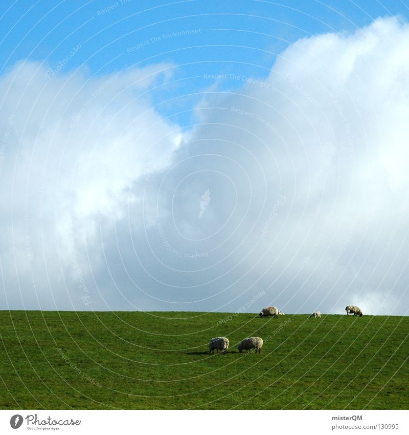 Schaf müsste man sein. Gras Wiese Wolken Silhouette Himmel ruhig Frieden friedliebend ungefährlich Fressen Romantik grün weiß grau Zukunft Aussicht ungewiss